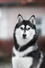 Portrait of Siberian Husky