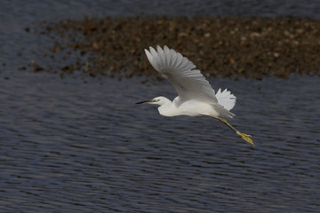 Fototapeta na wymiar Little Egret, Egretta Garzetta