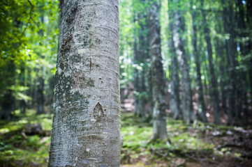 Fascinating beech tree trunk in green woods