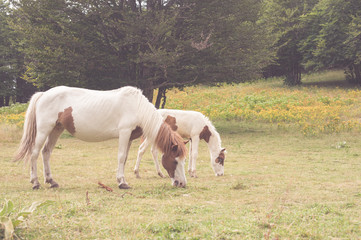 Obraz na płótnie Canvas White horses maternity in countryside