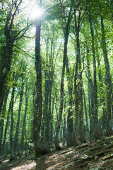 Fascinating green color beech tree forest