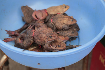 frogs waiting to be sold in a blue bowl