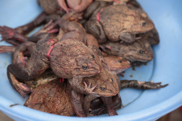 frogs waiting to be sold in a blue bowl