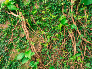 ivy on big tree in the park.

