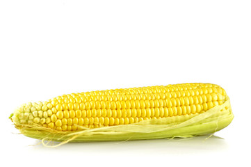 Fresh sweet corn isolated on white background