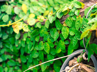 ivy on Tree stumps in the park.
