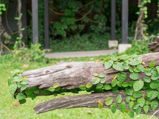 ivy on Tree stumps in the park.
