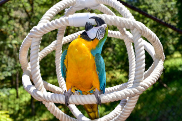 Macaw Parrot playing in an aviary