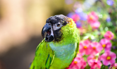 Nanday Parrot