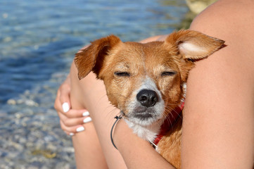 Woman hugging dog on the beach