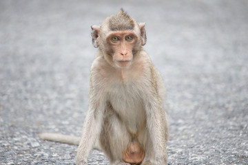 Fototapeta premium 可愛いサル 