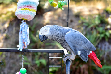 Pet Parrot. African Grey Parrot