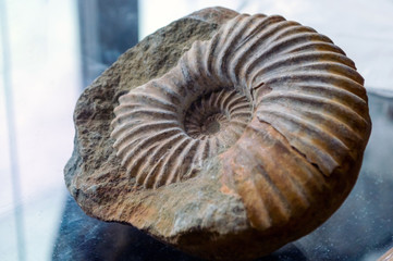 The ammonite fossil in the rock.