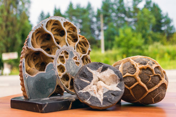 The ammonite fossil in the rock.