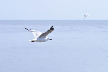 flying seagull near the water