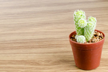 mini cactus isolate photo on white background