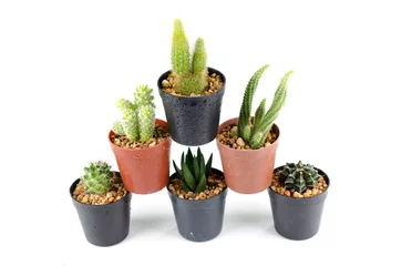 Glasschilderij Cactus in pot mini cactus isolaat foto op witte achtergrond