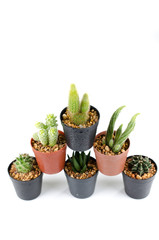 mini cactus isolate photo on white background