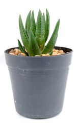 mini cactus isolate photo on white background