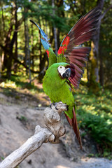 Severe Macaw Parrot. Mini Macaw