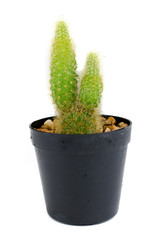 mini cactus isolate photo on white background