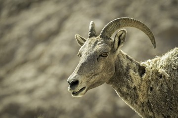 Big Horn Sheep / head and shoulder image