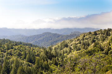 Fototapeta na wymiar Santa Cruz Mountains