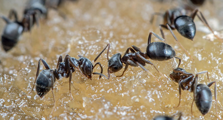 Viele Ameisen sitzen auf Honig und fressen