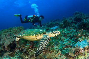 Scuba dive sea turtle 