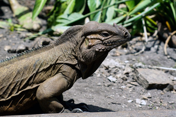 wrinkly horned dragon