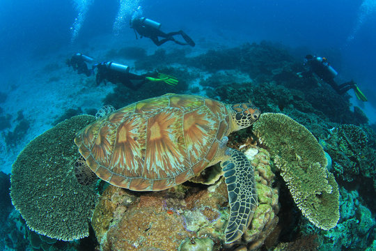 Sea turtle and scuba divers