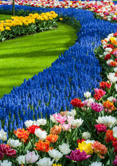 Tulip garden