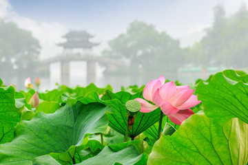 Hangzhou West Lake lotus bloom in the summer,China