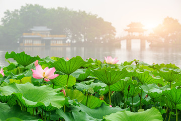 Fleur de lotus du lac de l& 39 ouest de Hangzhou en été, Chine