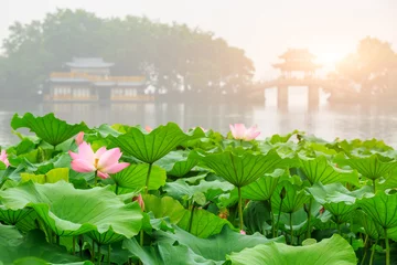 Papier Peint photo autocollant fleur de lotus Fleur de lotus du lac de l& 39 ouest de Hangzhou en été, Chine