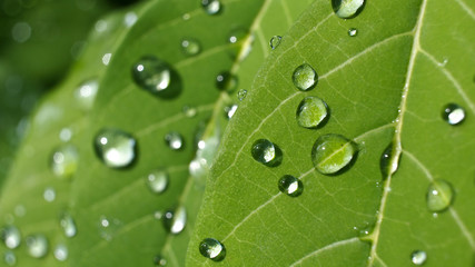 Rain Drops on Custard