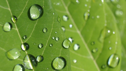 Rain Drops on Custard