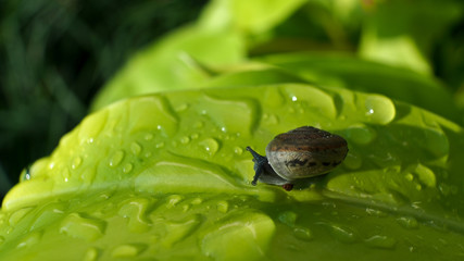 Snail on philodendron