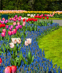 Tulip garden © forcdan