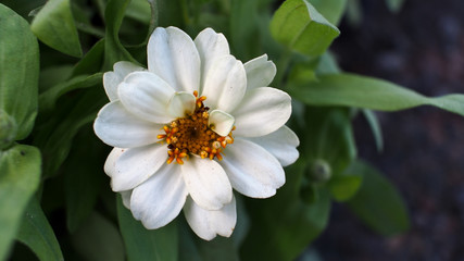 Zinnia White Flower