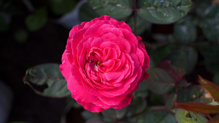 Red Rose Blooming