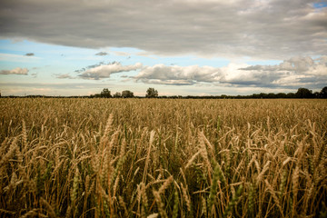 golden wheat field in cloudy day.
