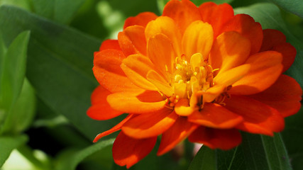 Orange Zinnia Blooms