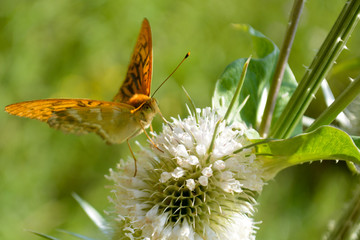 Butterfly on a bur with blurred background