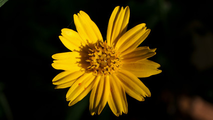Singapore Daisy Blooms