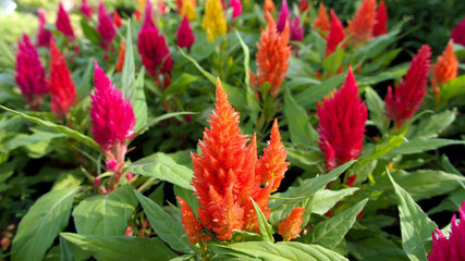 Cockscomb Colors Flower