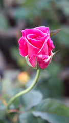 Rosy Rose Flower Blooming