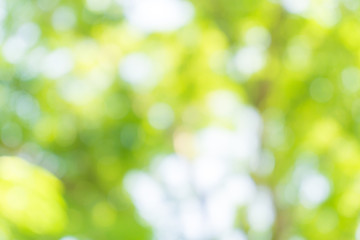 Natural image of a green blurred background