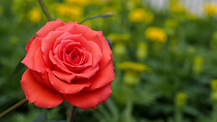 Orange Rose Blooming
