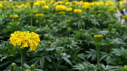 Fototapeta premium Yellow Calendula Blooming